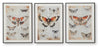 Jossletts Wall Art (Set of 3)
