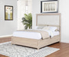 Pembroke 66-inch Queen Panel Bed Washed Oak — product view 2